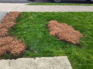 Landscaping by Rayshawn Martin for Brian M. in Cleveland, OH