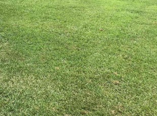 Edna W.'s Lawn Service service result