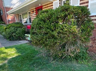 Octavia H.'s Bush Trimming service result