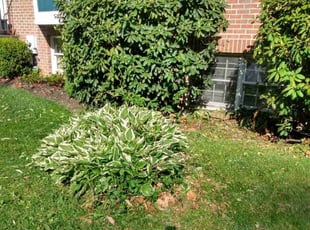 Bush Trimming by Crystal Hathaway for Katie V. in Bel Air, MD