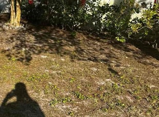Bush Trimming by James Ramey for Meghan j. in Kissimmee, FL