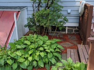 Mulching by Adam Polce for Rhonda . in New Haven, CT