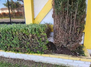 Bush Trimming by Flavio Mondragon for Marie H. in La Mirada, CA