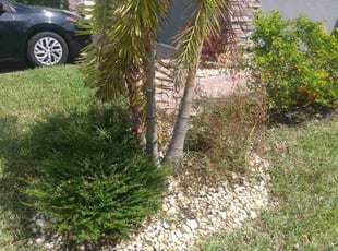 Weeding by Kenneth Mitchell for Maria S. in Parrish, FL