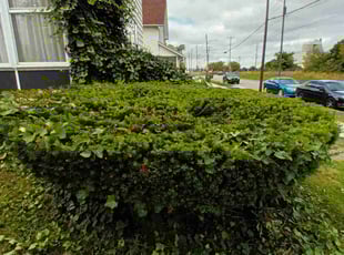 Bush Trimming by Tyrone Mitchell for Rose G. in Toledo, OH