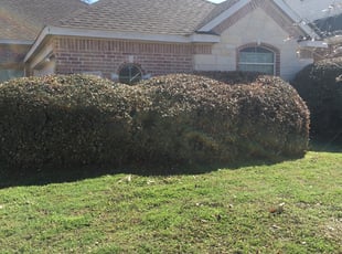 Bush Trimming by Chris Reist for Peter L. in Fort Worth, TX