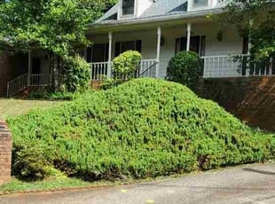 Bush Trimming by Willie P for Jerolyn F. in Tucker, GA
