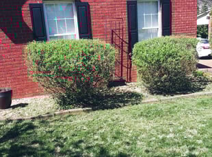 Bush Trimming by Milan McDaniel for Brittany M. in Gallatin, TN
