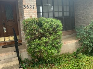 Bush Trimming by Stanmore Hinds for SARAH T. in San Antonio, TX