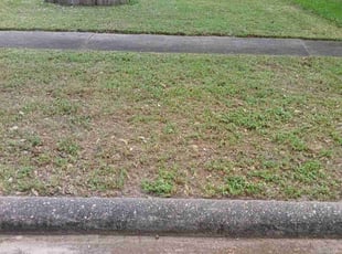 Leaf Removal by Efrain Perez for Jess P. in Katy, TX