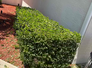 Bush Trimming by Cheryl Badger for Madalena P. in Hudson, FL