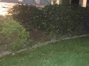 Bush Trimming by Lee Moses for Madison W. in Harrison, TN