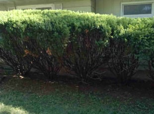 Bush Trimming by Kevin Rhyne for Bobbie K. in Madison, WI