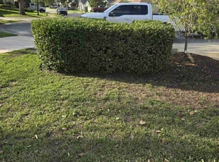 Bush Trimming by Jon Mccormick for Bill L. in DeBary, FL