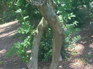 Andrea S.'s Bush Trimming service result