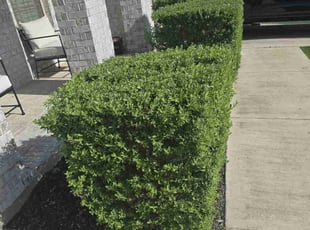 Bush Trimming by Toni Singsonexay for Ted A. in Boerne, TX