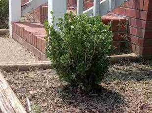 Bush Trimming by Jamaar Waddler for Brandin F. in Portsmouth, VA