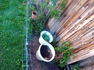 Weeding by Jacques Chauvin for Cindy M. in Thornton, CO