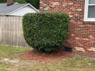 Bush Trimming by Bryan Oren for Amanda z. in Chesapeake, VA