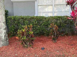 Bush Trimming by Proverbs Landscape for Rick F. in Orlando, FL