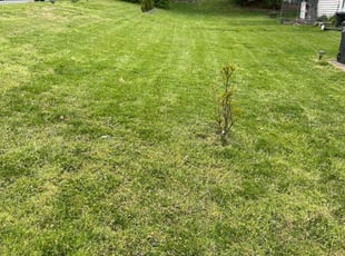 Sharon C.'s Lawn Maintenance service result