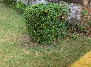 Bush Trimming by Theo Mobley for Erick H. in Washington, DC