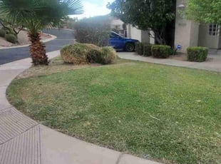 Bush Trimming by Chris Hawk for William A. in Phoenix, AZ