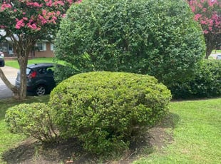 Bush Trimming by Steven Moreira for Rebecca A. in Virginia Beach, VA