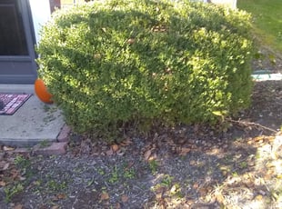 Bush Trimming by Cory Hignite for Steve H. in Lexington, KY