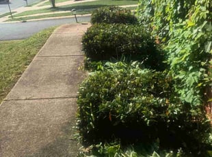 Bush Trimming by Carlos Alberto Villanueva carrera for Eric L. in Mount Holly, NC