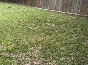Barbara T.'s Leaf Removal service result