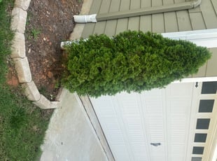Bush Trimming by Nick Halferty for Mary M. in Raleigh, NC