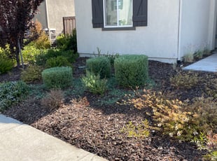 Bush Trimming by Adam Ausmus for Christopher W. in Sacramento, CA