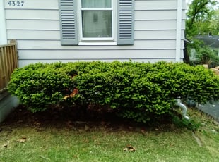 Bush Trimming by Jonathon Foster for Jeanette D. in St. Louis, MO