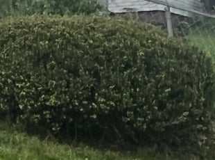 Bush Trimming by Tyree Jackson for Lakeia W. in Cincinnati, OH
