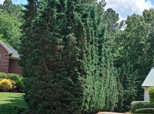 Bush Trimming by Shane Decoteau for Jon-Elliot C. in Lexington, SC