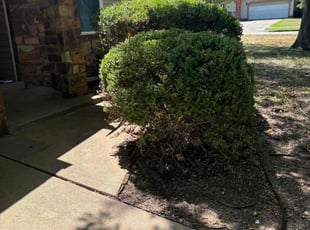 Bush Trimming by Imunique Hill for Joey S. in Broken Arrow, OK