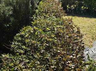 Bush Trimming by Artavius Clark for Chandra W. in District Heights, MD