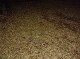 Leaf Removal by Brandon Johnson for Alyssa B. in Baton Rouge, LA