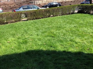 Bush Trimming by John Parshall for George W. in Pittsburgh, PA