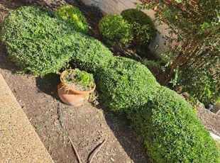 Bush Trimming by Manuel Solis Soto for Mark S. in Allen, TX