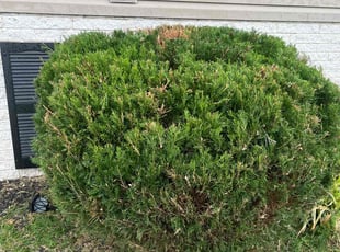 Bush Trimming by Carlos Vazquez for Esmeralda C. in Fullerton, PA