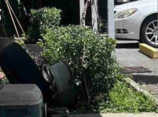Darnell B.'s Bush Trimming service result