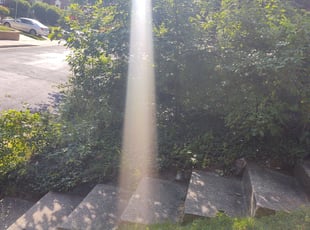 Bush Trimming by Allan Roberts for Archer M. in Wheaton-Glenmont, MD
