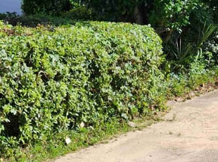 Bush Trimming by Erik Petersen for Allen W. in Pensacola, FL
