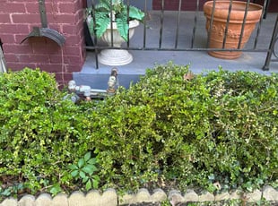 Bush Trimming by Jonatan Santos for Lisa W. in Washington, DC