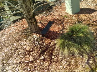 Weeding by Teuthus Love for Vernon P. in Puyallup, WA