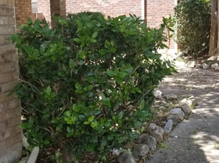 Bush Trimming by Jahaziel Sosa for Stacy V. in San Antonio, TX