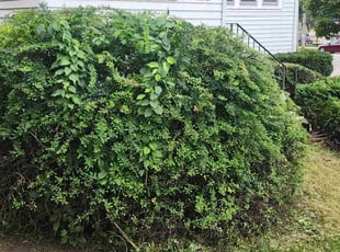 Bush Trimming by Robert Dowdy for Jeremy W. in Milwaukee, WI