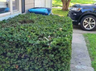 Bush Trimming by Steven J. Smith for Brad L. in Prairie Village, KS